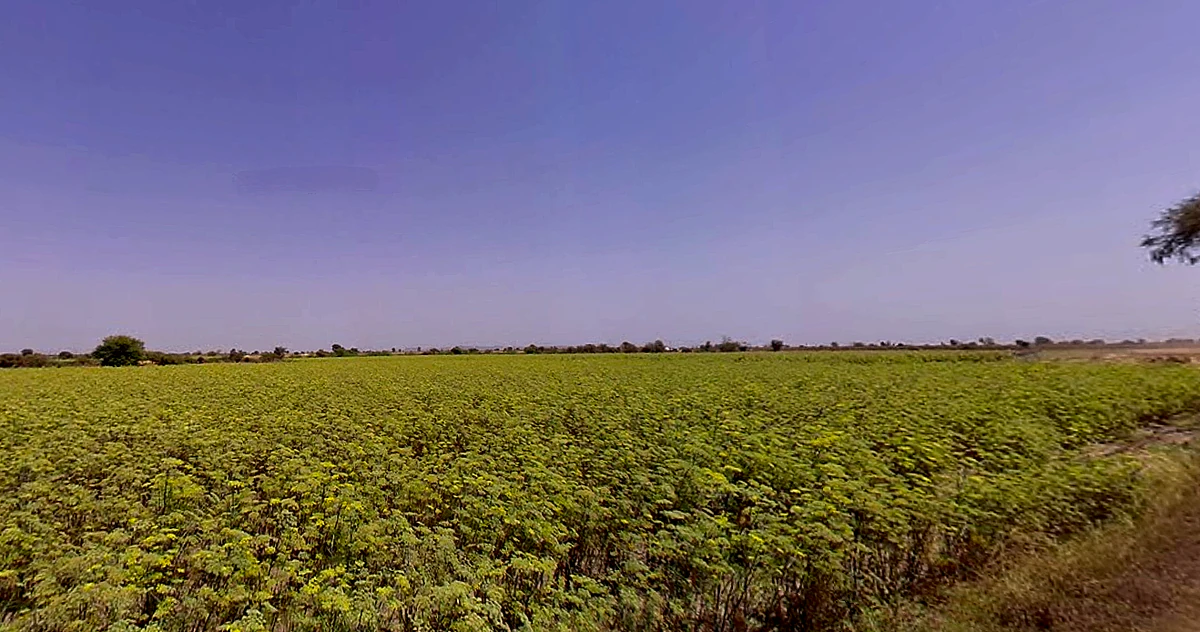 Sami, Gujarat 384245, India