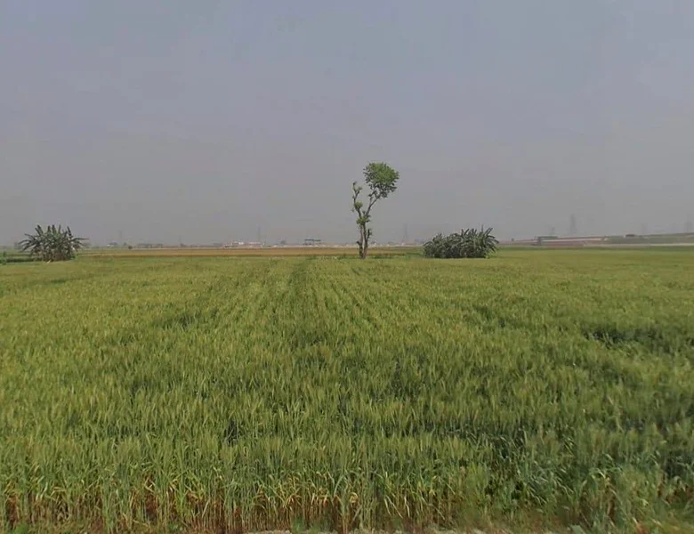 Agricultural Land in Jobner, Jaipur