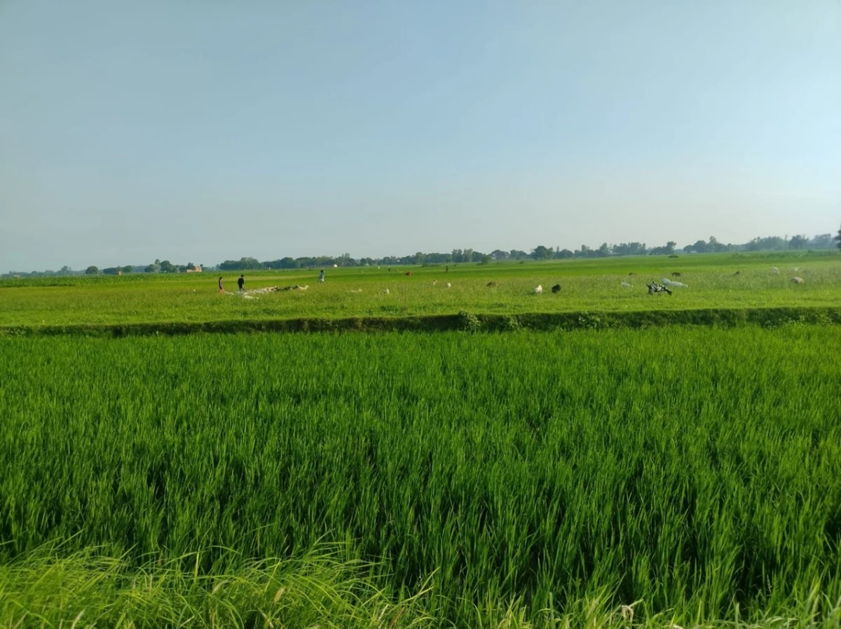 Puranpur, Uttar Pradesh 262122, India