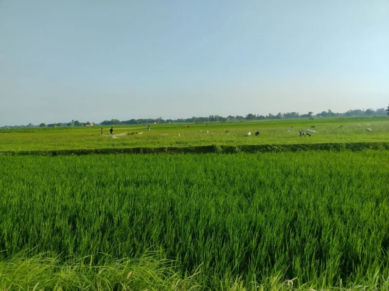 Puranpur, Uttar Pradesh 262122, India preview 2