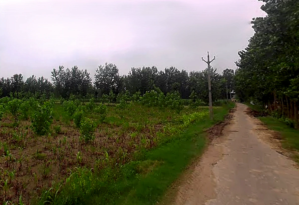 Salampur Gadda, Uttar Pradesh 247001, India