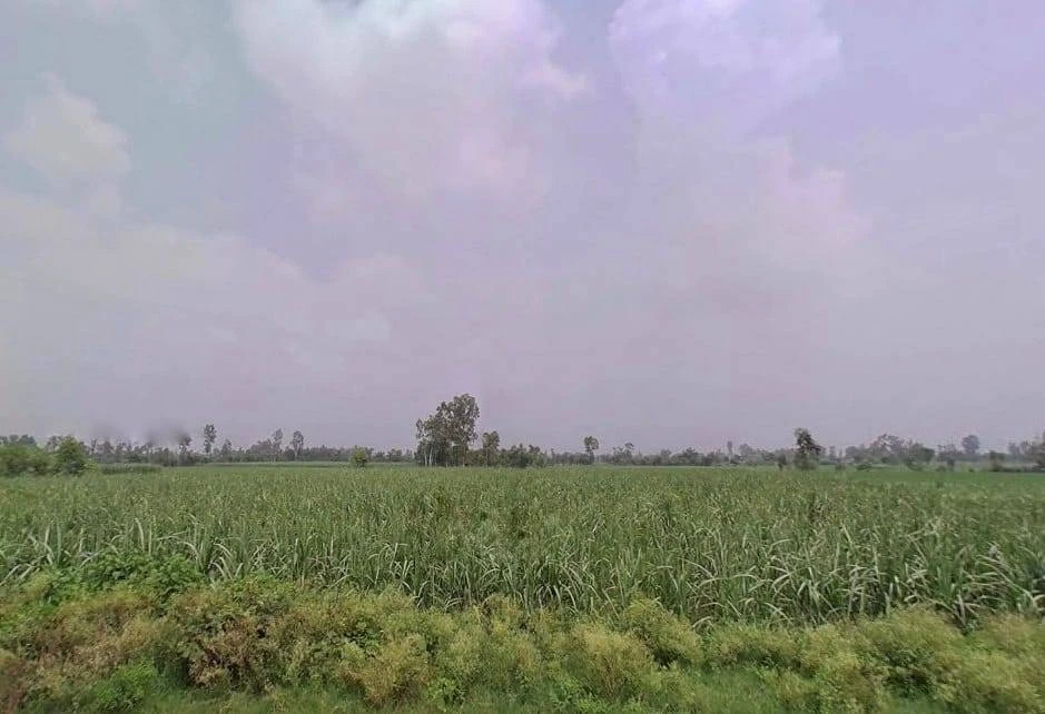 FWX8+PP Suhas, Uttar Pradesh, India