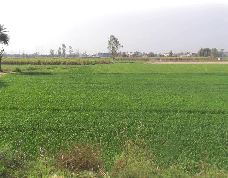 Phalauda, Uttar Pradesh 250401, India