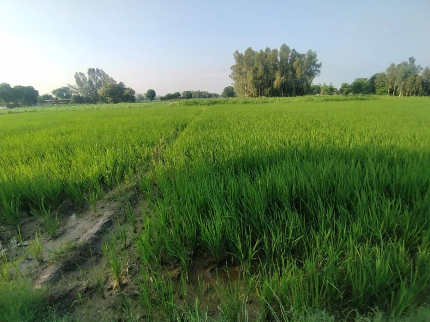 Puranpur, Uttar Pradesh 262122, India