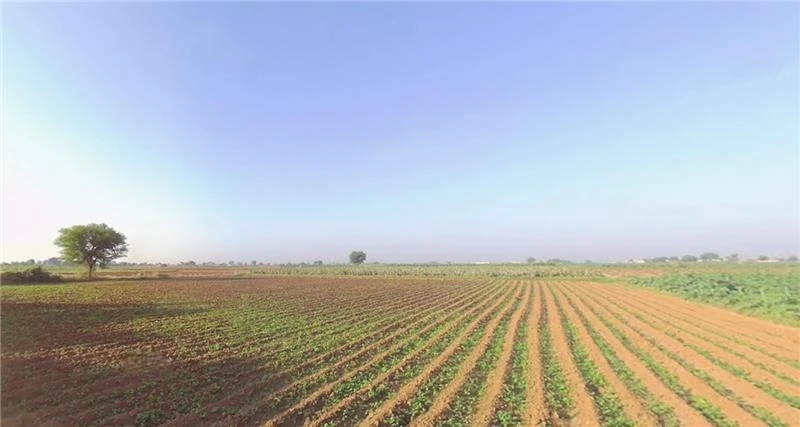 Sachana, Gujarat, India