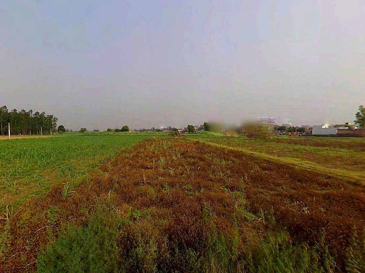 Mawana, Uttar Pradesh, India