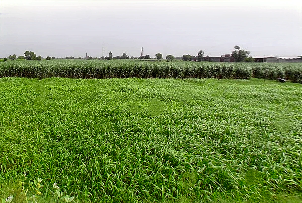 Satwai, Uttar Pradesh, India
