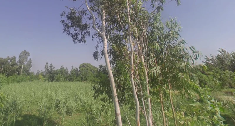 Fatehganj Pashchimi, Uttar Pradesh 243501, India preview 2