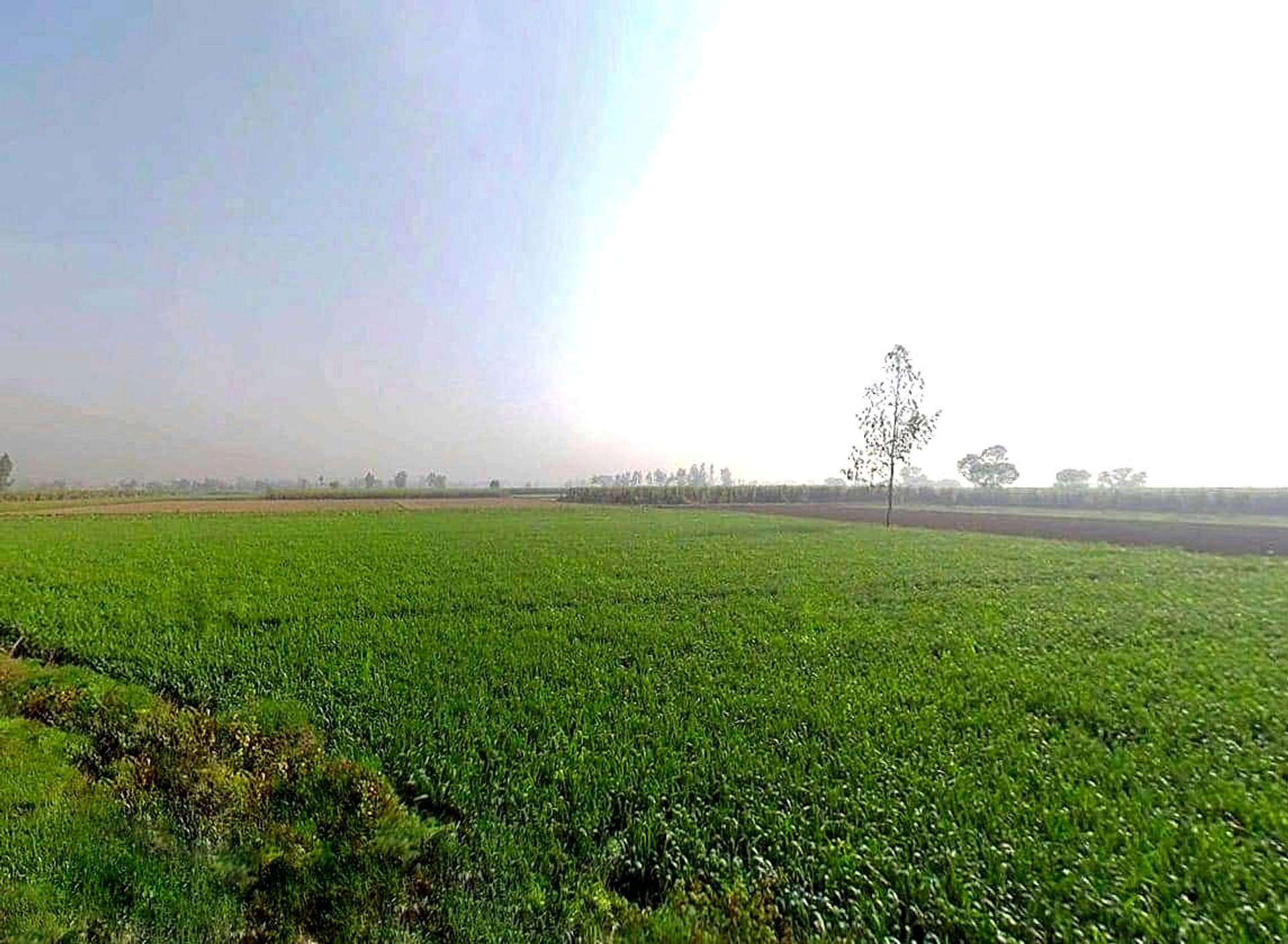 Mawana, Uttar Pradesh, India