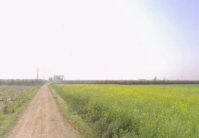Mawana, Uttar Pradesh, India