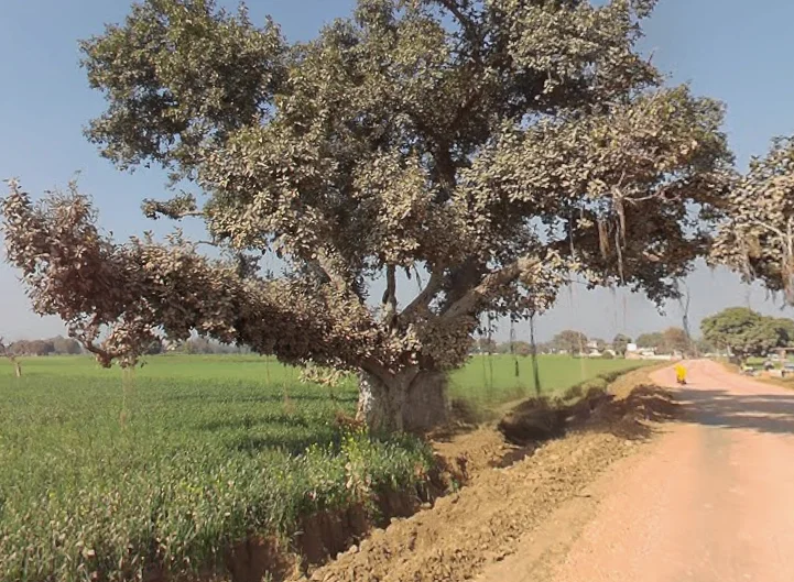 Mirganj, Uttar Pradesh 243504, India preview 3