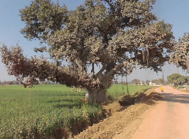 Mirganj, Uttar Pradesh 243504, India