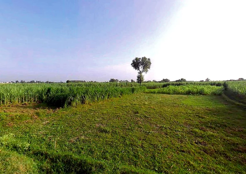 Agricultural Land in Rampur maniharan / jadauda panda, Saharanpur