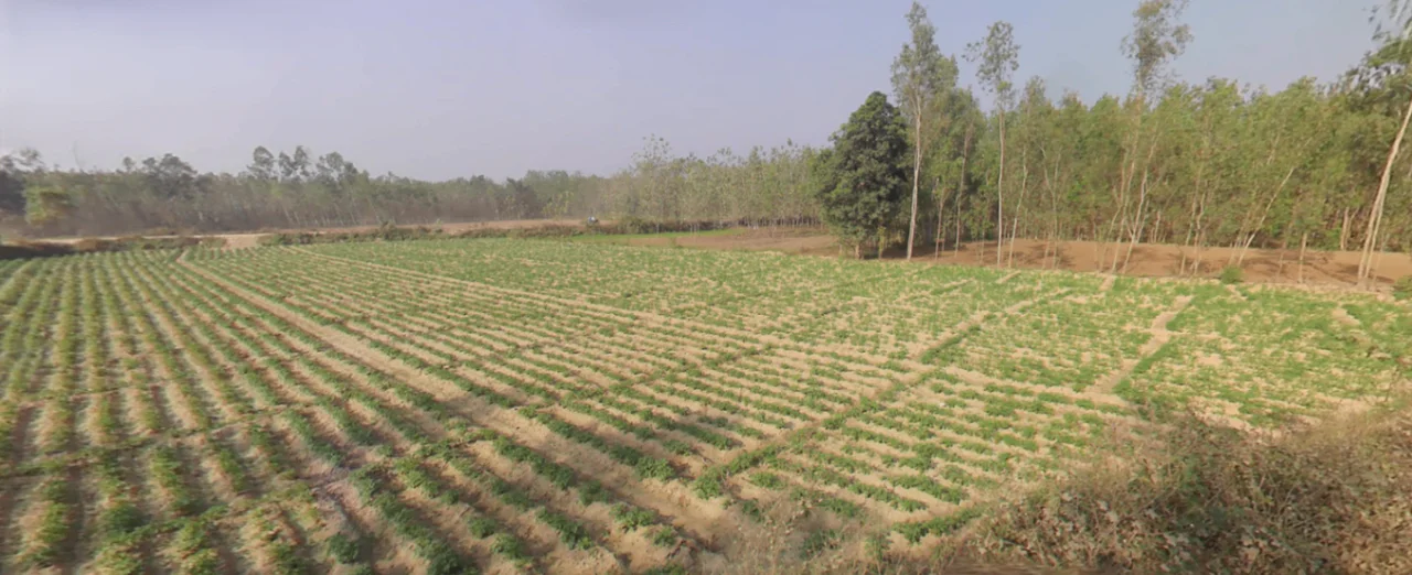 Jasmour, Uttar Pradesh, India preview 2