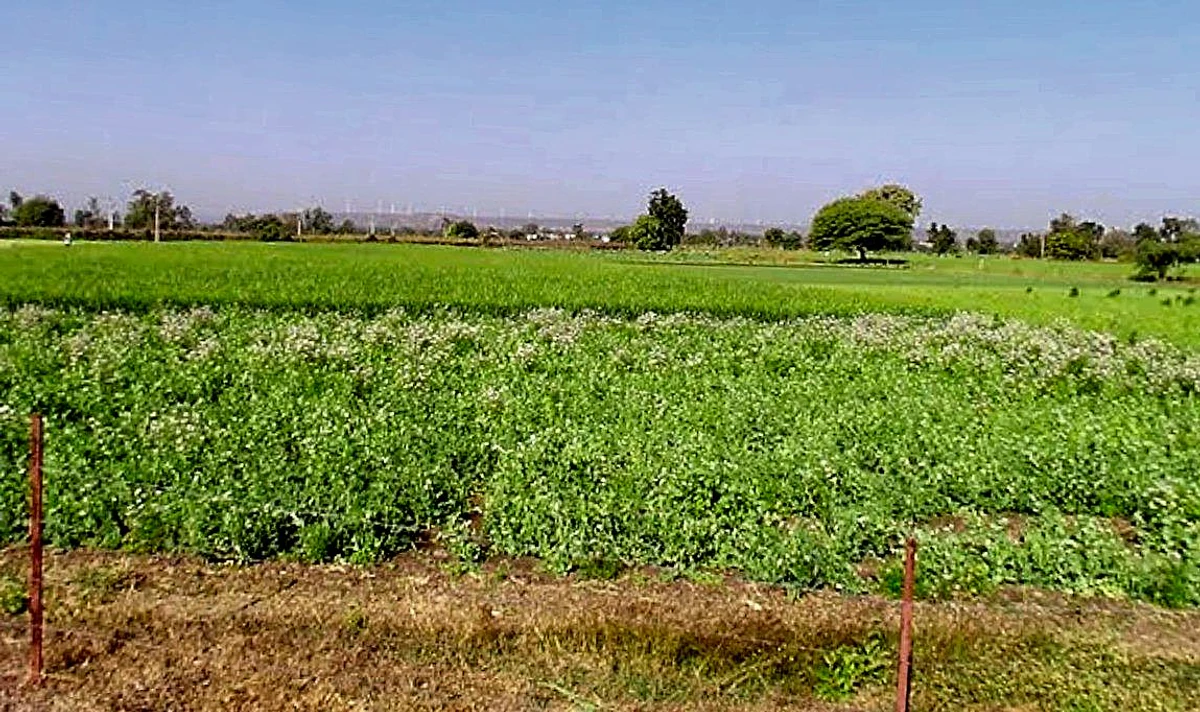 Lohar Pipalya, Madhya Pradesh 455001, India