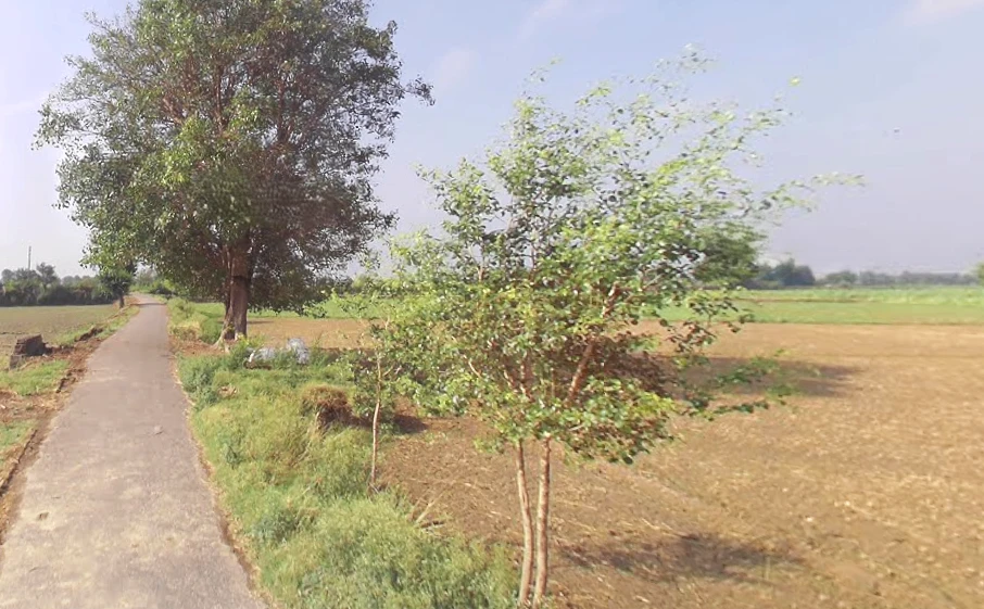 Agricultural Land in Baghpat / tatiri rural, Baghpat