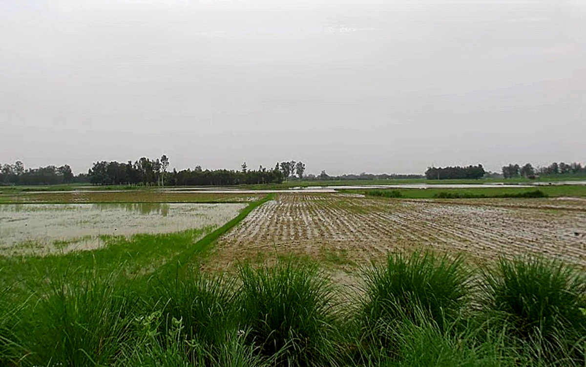 Papad Hamjapur, Uttar Pradesh 243635, India