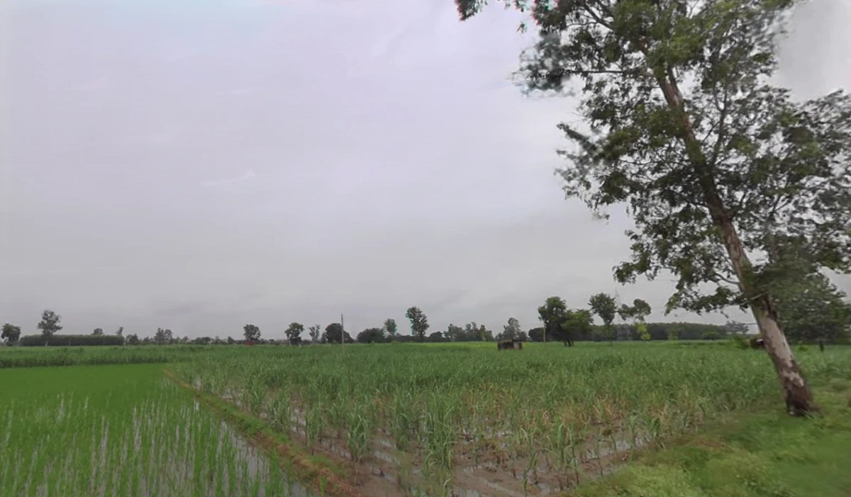 Agricultural Land in Jagadhri/bahrampur, Yamunanagar