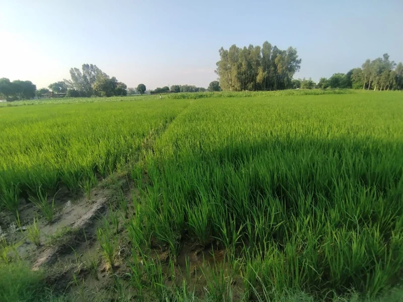 Pilibhit, Uttar Pradesh 262001, India preview 2