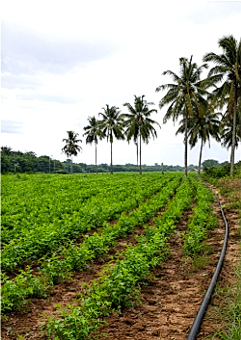 4G33+WW Thurakalapatnam, Andhra Pradesh, India