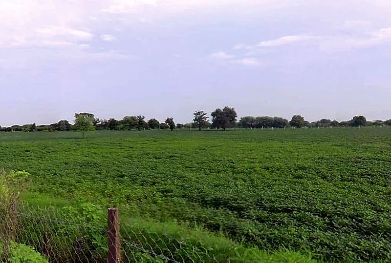 Imaliya, Madhya Pradesh 475661, India preview 2