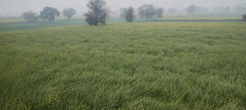 Agricultural Land in Seetal, Alwar