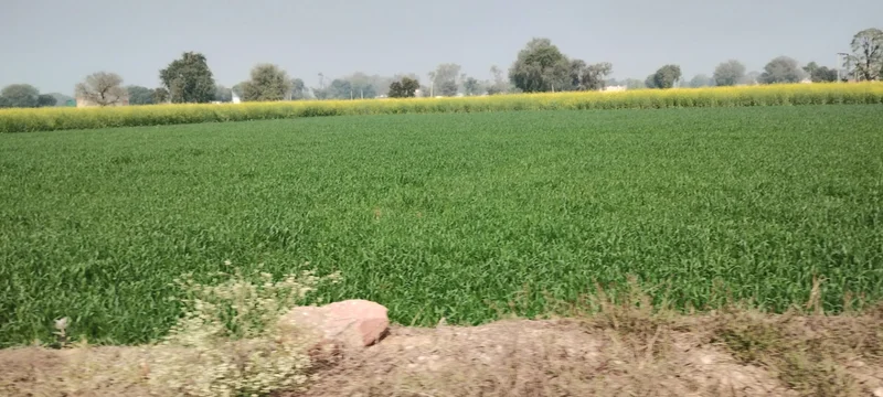 Barodameo, Rajasthan 301021, India