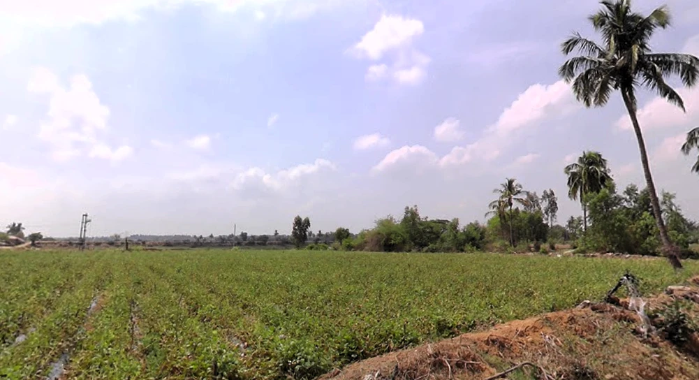 Agricultural Land in Mulbagal, Kolar