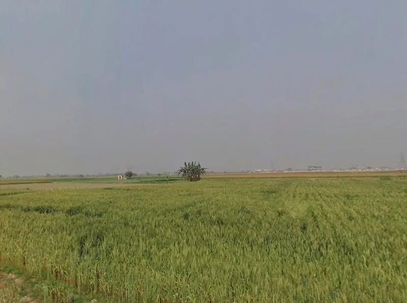 Agricultural Land in Jobner, Jaipur