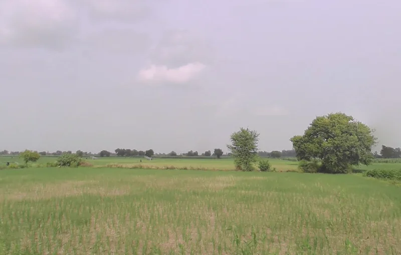 Meham, Haryana 124112, India