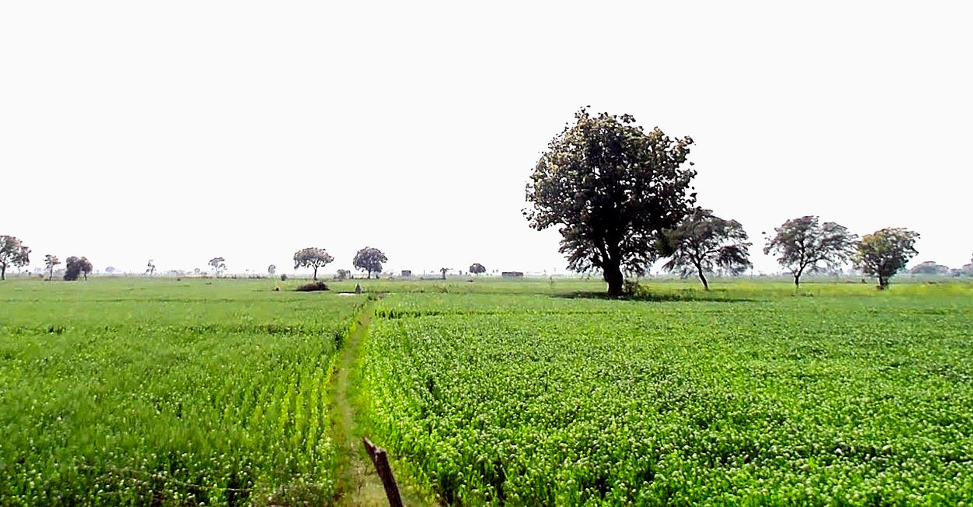 Gora, Madhya Pradesh 475685, India