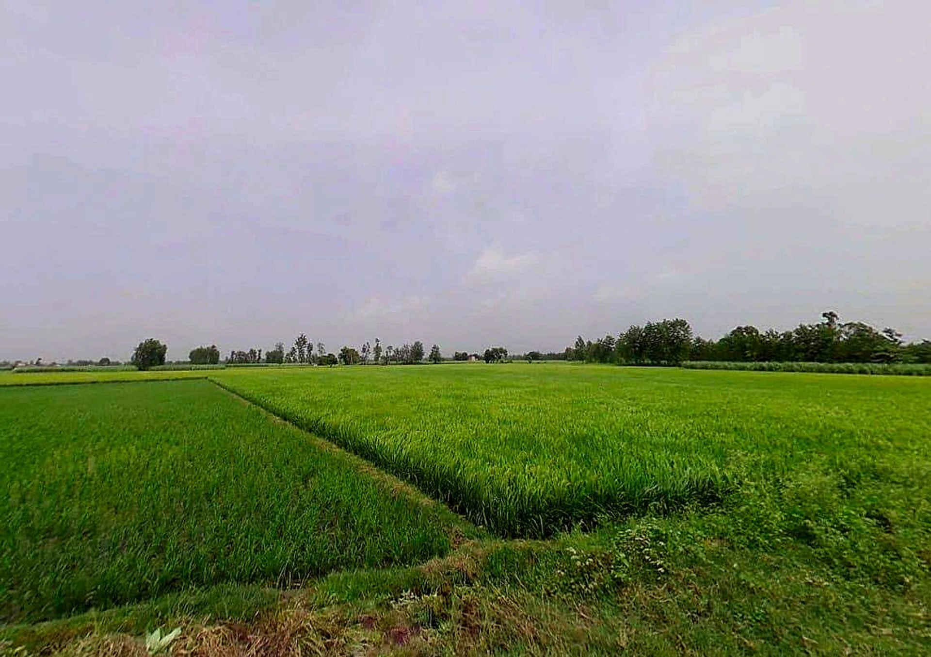 FR9Q+X3X, Kasampur, Rahkera, Uttar Pradesh 251308, India