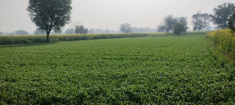 Barodameo, Rajasthan 301021, India