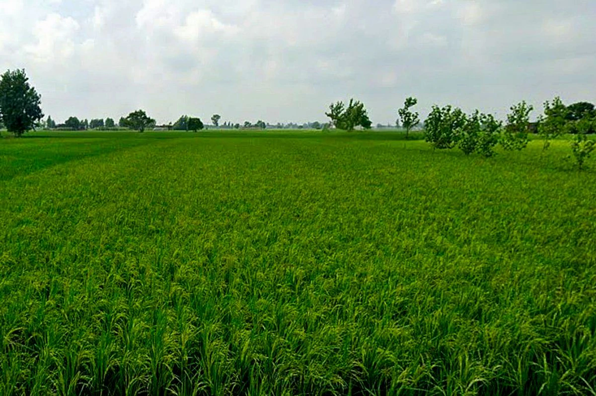 Raita, Chhattisgarh, India