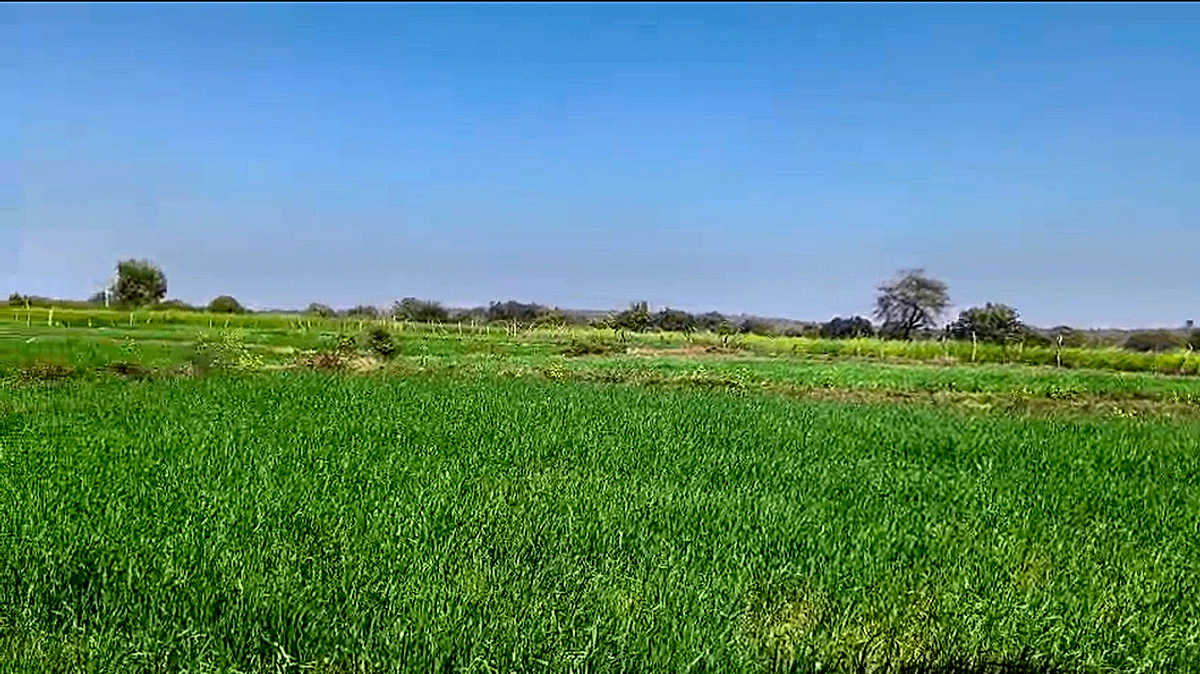 Agricultural Land in Rewa / dabhaura, Rewa