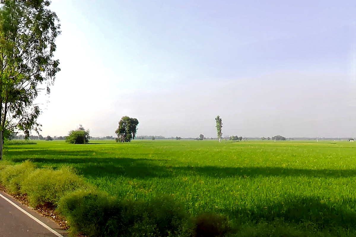 Sirsa - Ellenabad Rd, Mallekan, Haryana 125055, India