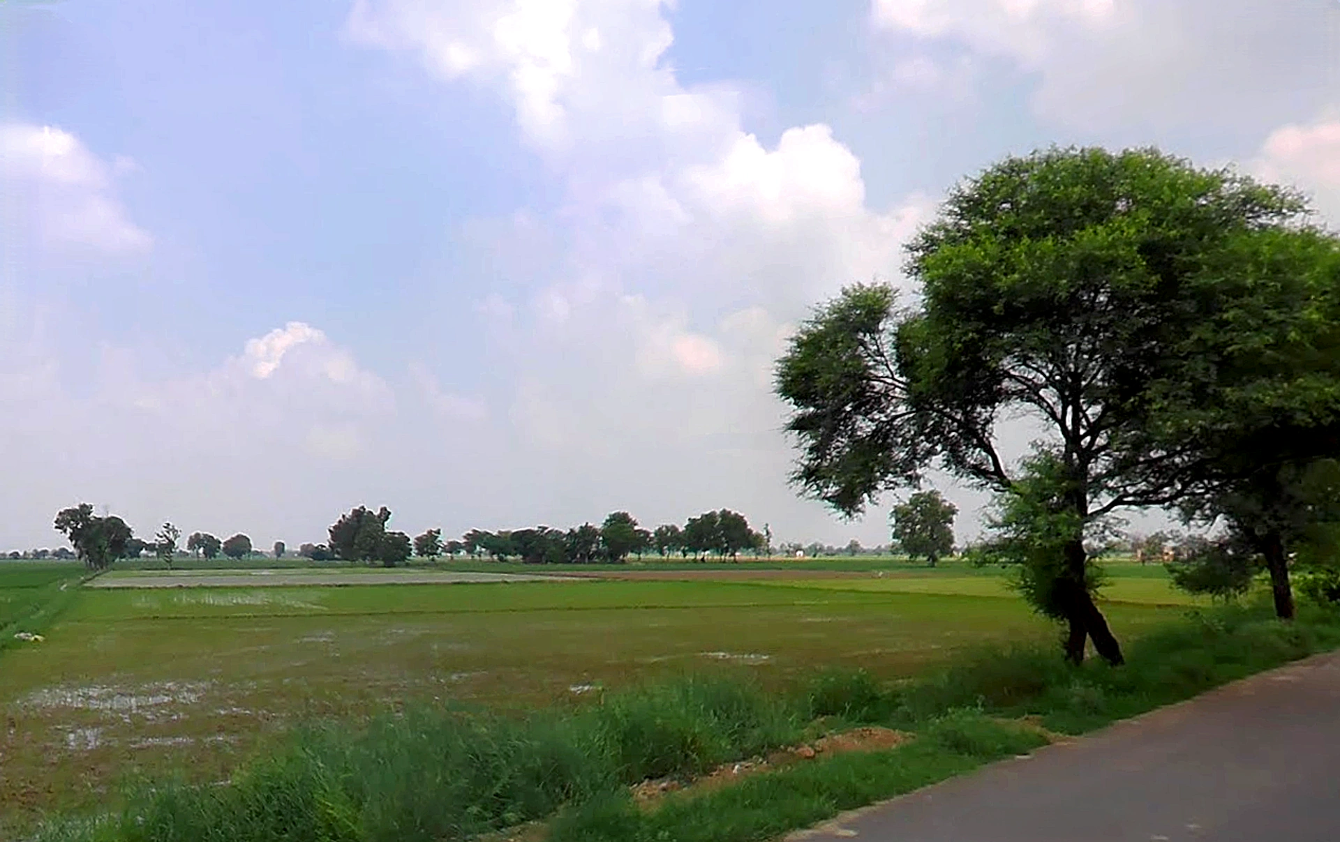 Barwala, Haryana 125121, India