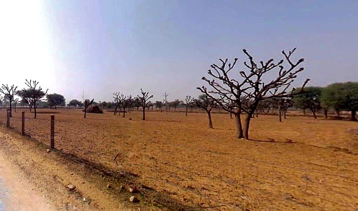 768W+3W8, Gogawas, Rajasthan, India