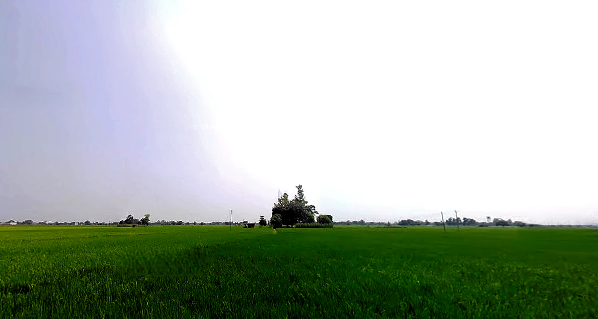 Rajpura, Punjab, India