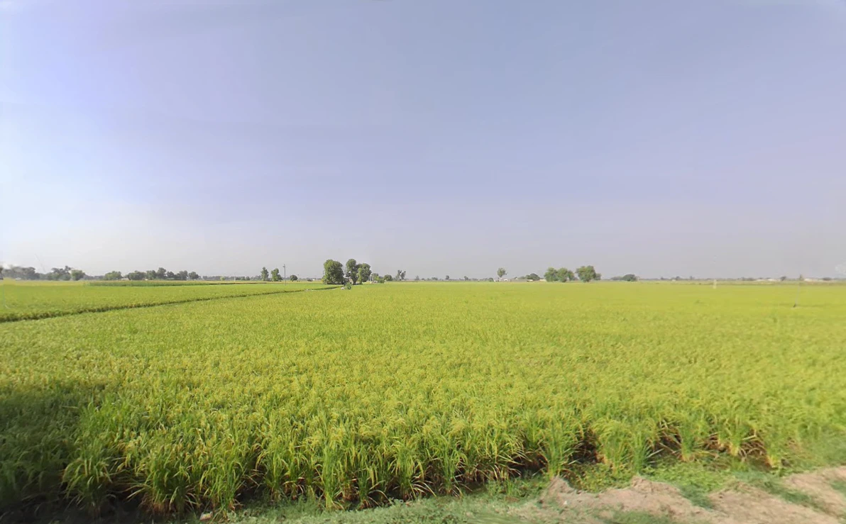 Haripura, Haryana 125075, India