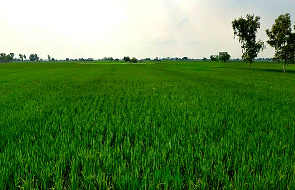 Basin, Chhattisgarh 491993, India