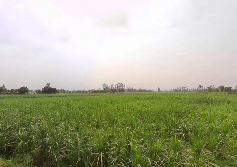 767G+WW Mandanpur T. Sujanpur, Uttar Pradesh, India preview 2