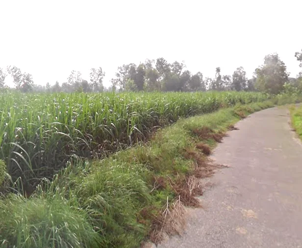 Agricultural Land in Behat / badshahapur, Saharanpur
