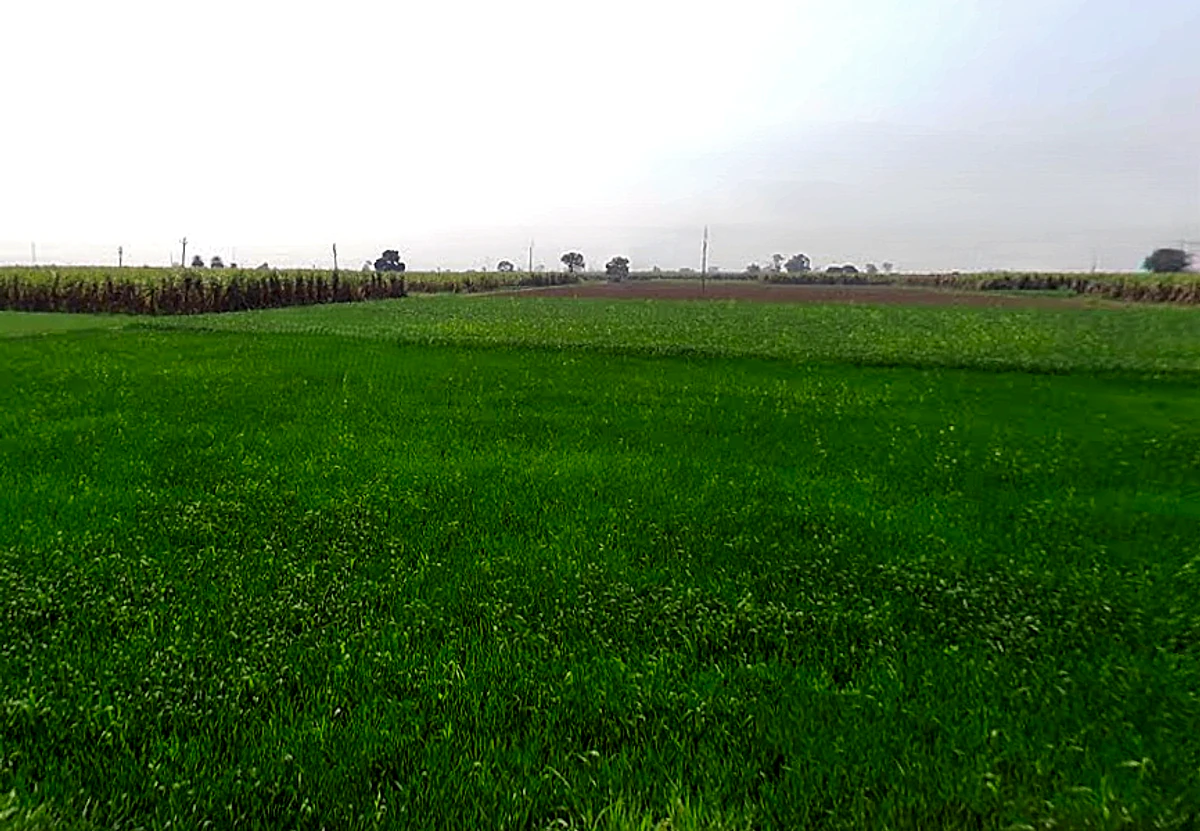 Ratauli, Uttar Pradesh 250341, India