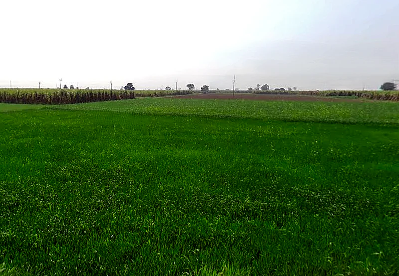 Ratauli, Uttar Pradesh 250341, India preview 2