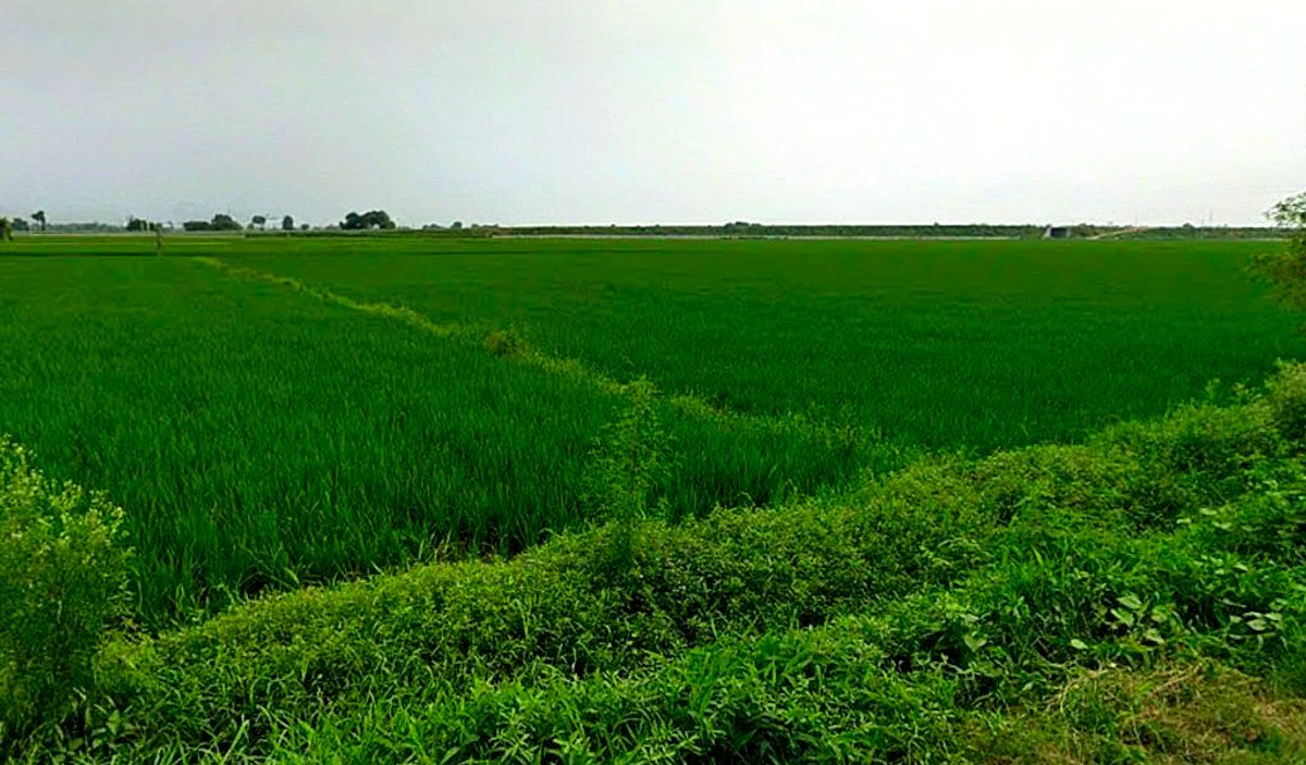 VGPR+436, Bemetara, Gopal Bhoyina, Chhattisgarh 491337, India