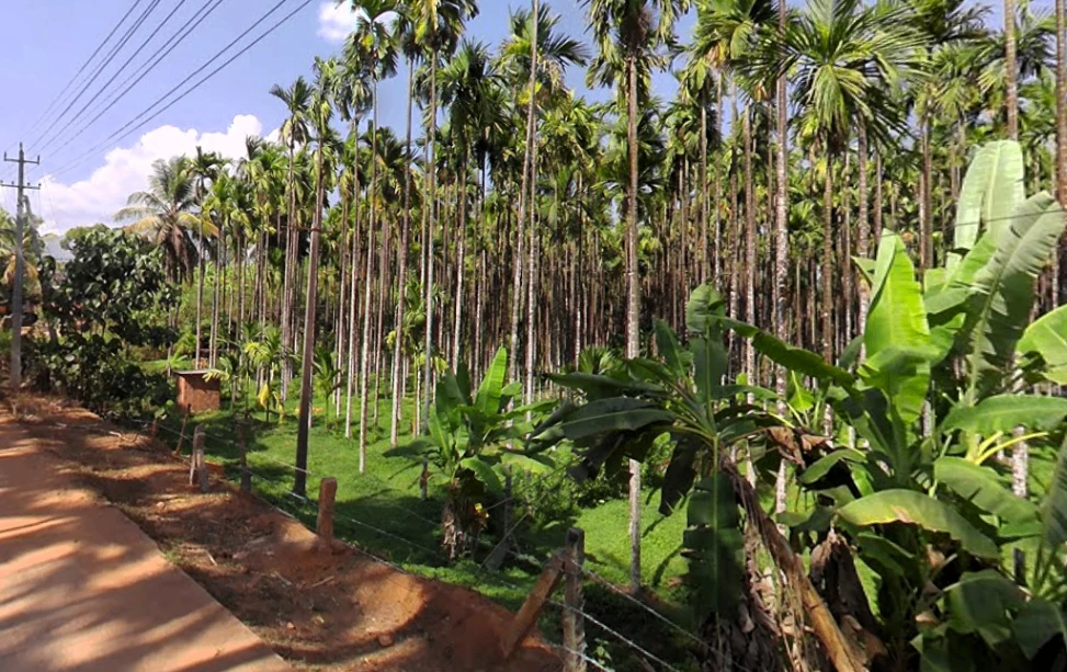Agricultural Land in Belthangady mangalore, Dakshina-kannada
