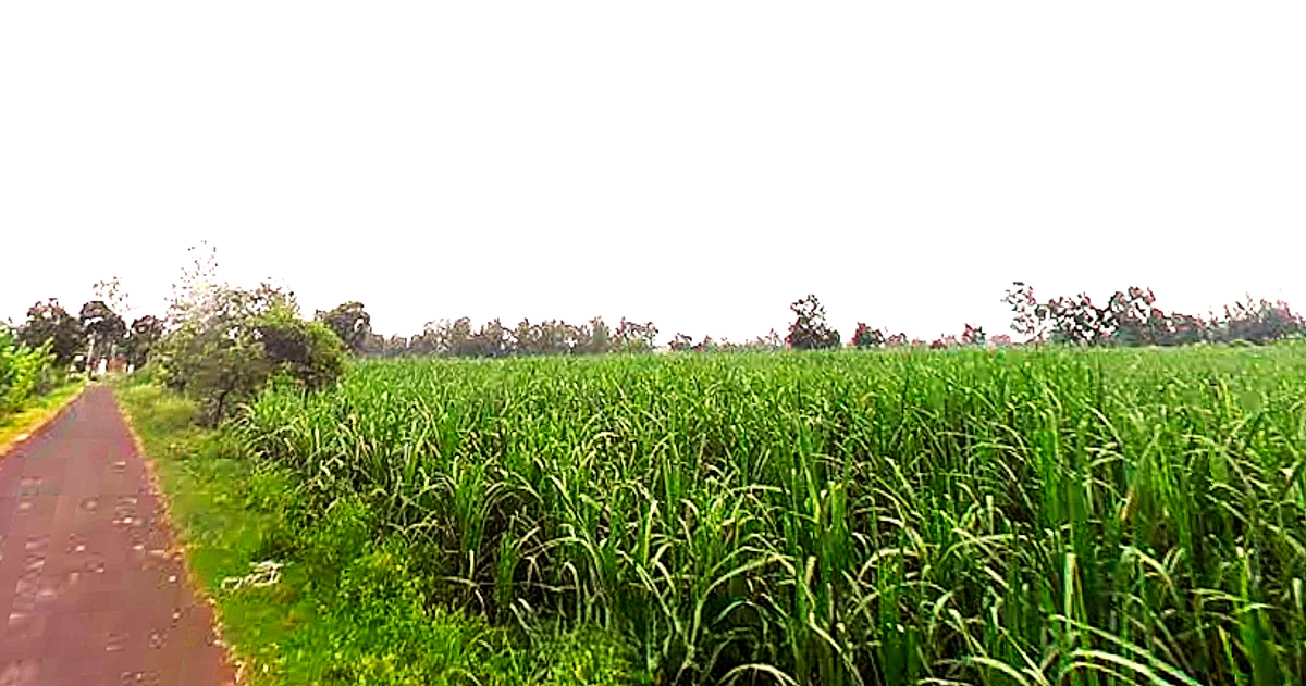 Laksar, Uttarakhand 247663, India