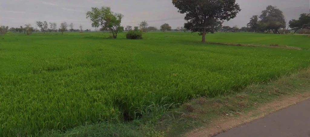 AGRICULTURAL in Nagri/ Bhothli, dhamtari