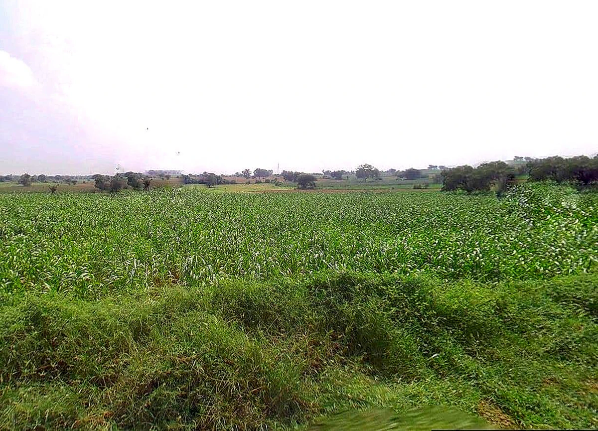 Agricultural Land in Odisha,kundura, Koraput